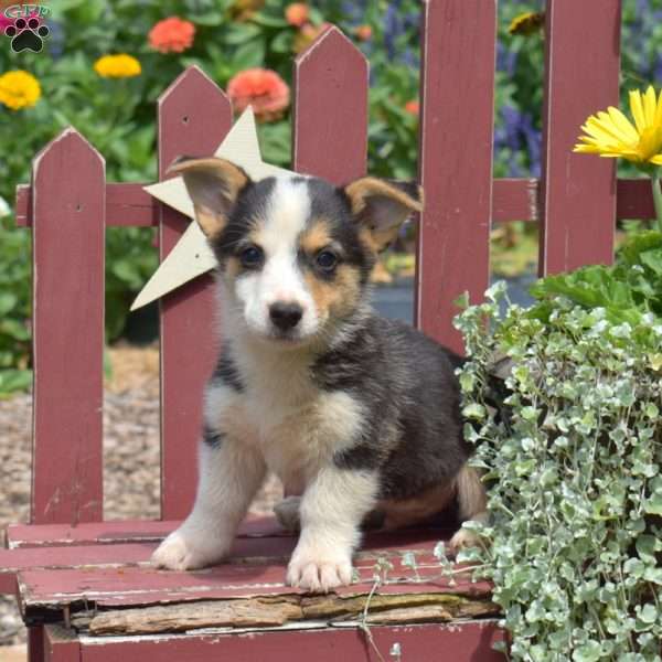 Kodiak, Pembroke Welsh Corgi Puppy