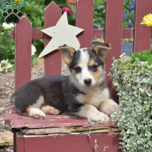 Kodiak, Pembroke Welsh Corgi Puppy