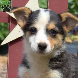 Kodiak, Pembroke Welsh Corgi Puppy