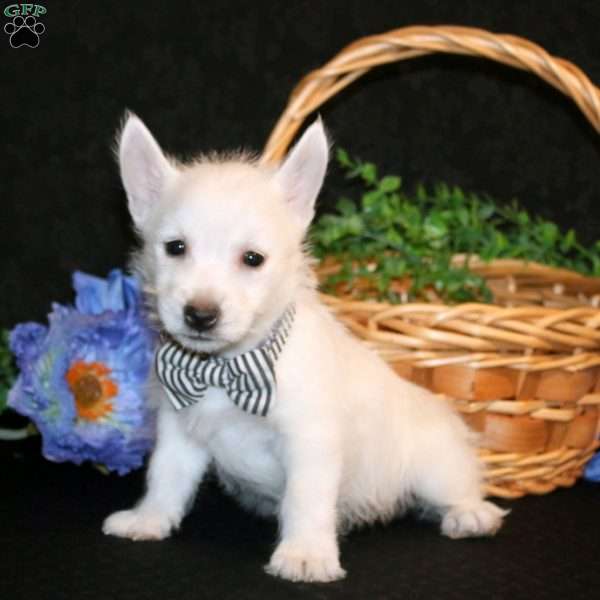 Kody, West Highland Terrier Puppy