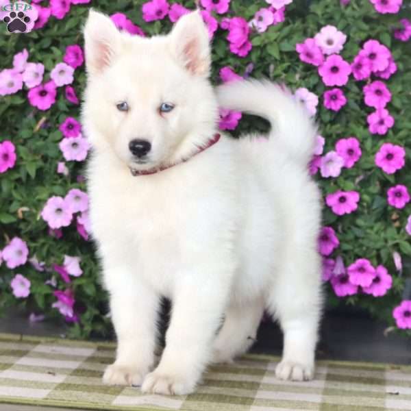 Kolby, German Shepherd Mix Puppy