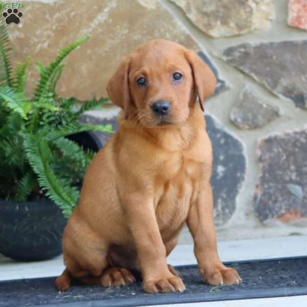 Kolby, Fox Red Labrador Retriever Puppy