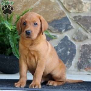Kolby, Fox Red Labrador Retriever Puppy
