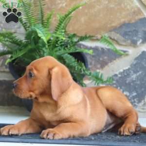 Kolby, Fox Red Labrador Retriever Puppy