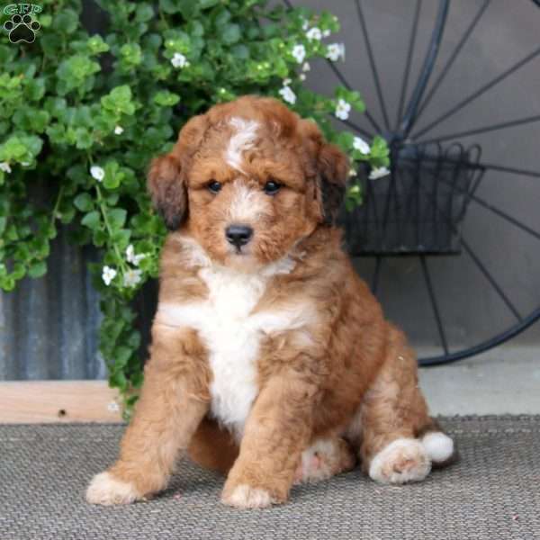 Kolton – F1B, Mini Bernedoodle Puppy