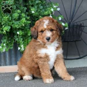 Kolton – F1B, Mini Bernedoodle Puppy