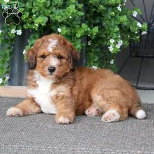 Kolton – F1B, Mini Bernedoodle Puppy