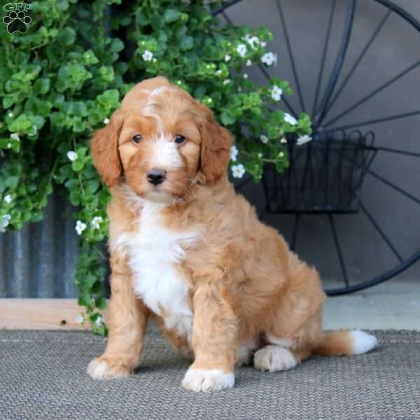 Kookie – F1B, Mini Bernedoodle Puppy