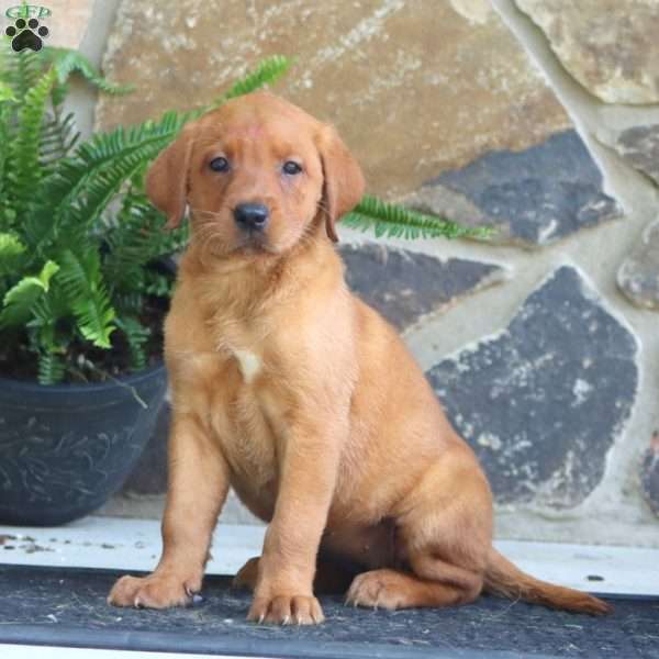 Kookie, Fox Red Labrador Retriever Puppy