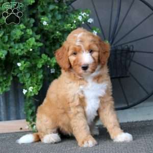 Kookie – F1B, Mini Bernedoodle Puppy
