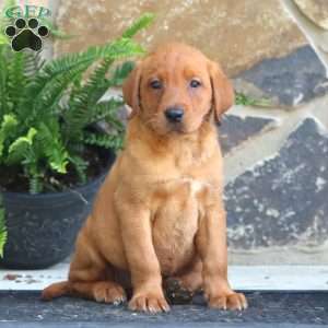 Kookie, Fox Red Labrador Retriever Puppy