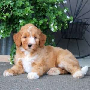 Kookie – F1B, Mini Bernedoodle Puppy