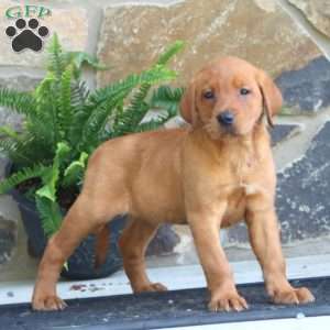 Kookie, Fox Red Labrador Retriever Puppy