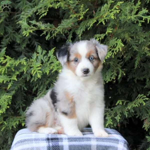 Korbin, Miniature Australian Shepherd Puppy