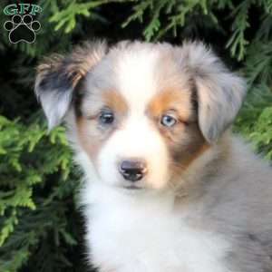 Korbin, Miniature Australian Shepherd Puppy