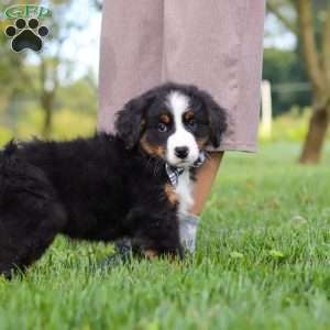 Kory, Bernese Mountain Dog Puppy