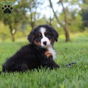 Kory, Bernese Mountain Dog Puppy