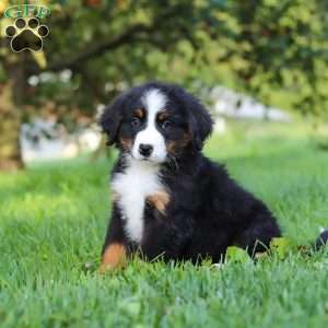 Kory, Bernese Mountain Dog Puppy