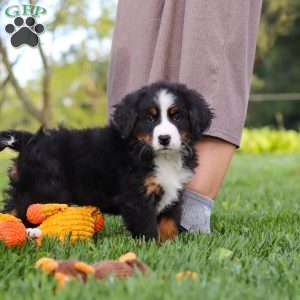 Kory, Bernese Mountain Dog Puppy