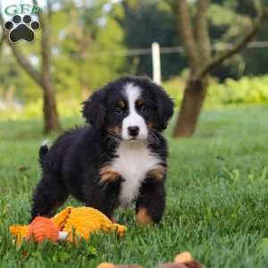 Kory, Bernese Mountain Dog Puppy