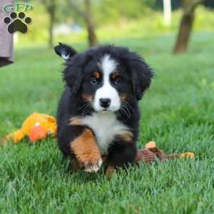Kory, Bernese Mountain Dog Puppy
