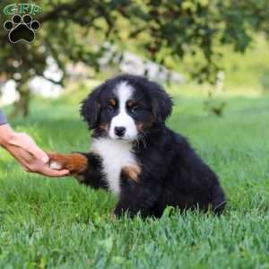 Kory, Bernese Mountain Dog Puppy
