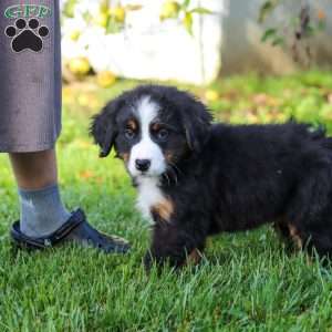 Kory, Bernese Mountain Dog Puppy