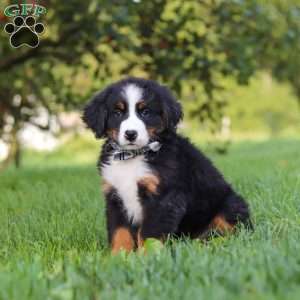 Kory, Bernese Mountain Dog Puppy