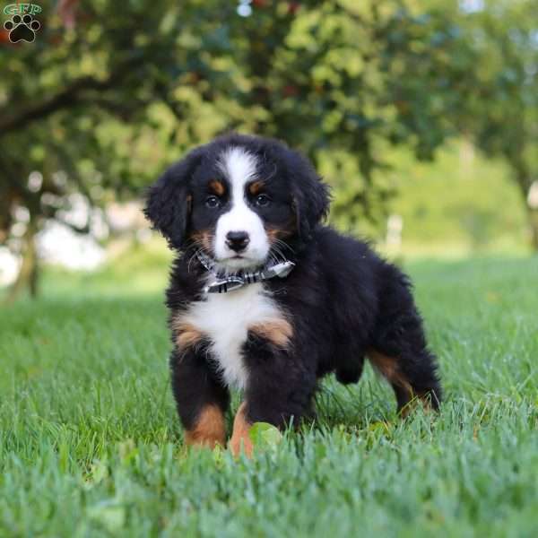 Kory, Bernese Mountain Dog Puppy