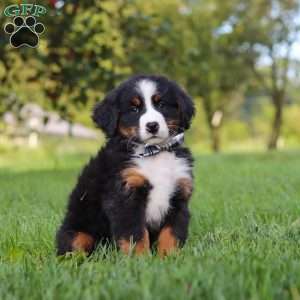 Kory, Bernese Mountain Dog Puppy