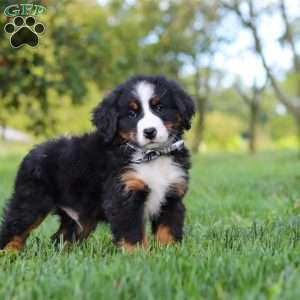 Kory, Bernese Mountain Dog Puppy