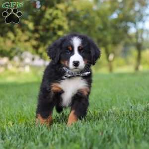 Kory, Bernese Mountain Dog Puppy