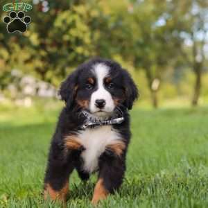 Kory, Bernese Mountain Dog Puppy