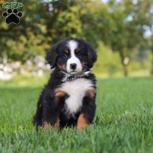 Kory, Bernese Mountain Dog Puppy