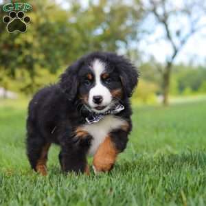 Kory, Bernese Mountain Dog Puppy