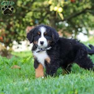 Kory, Bernese Mountain Dog Puppy