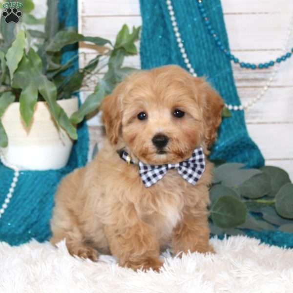 Kraig, Maltipoo Puppy