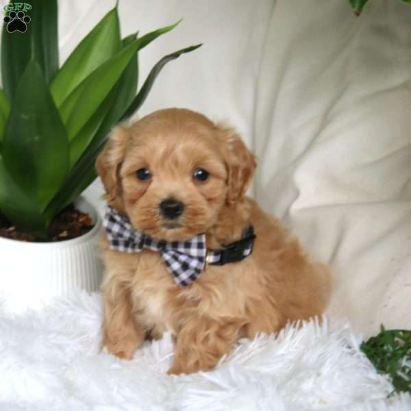 Kraig, Maltipoo Puppy