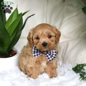 Kraig, Maltipoo Puppy