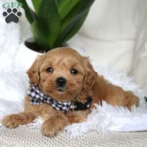 Kraig, Maltipoo Puppy