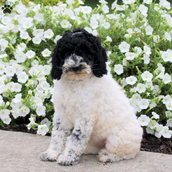 Kreme, Standard Poodle Puppy
