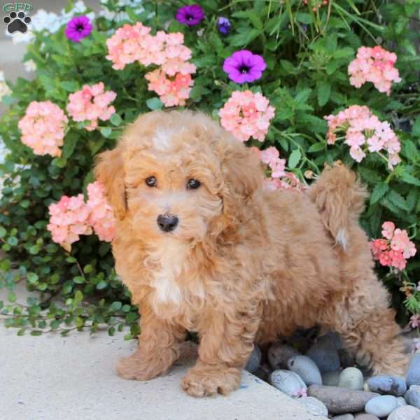 Krew, Bich-Poo Puppy