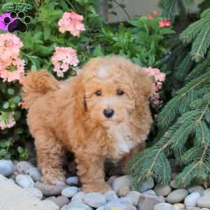Krew, Bich-Poo Puppy