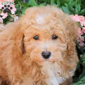 Krew, Bich-Poo Puppy