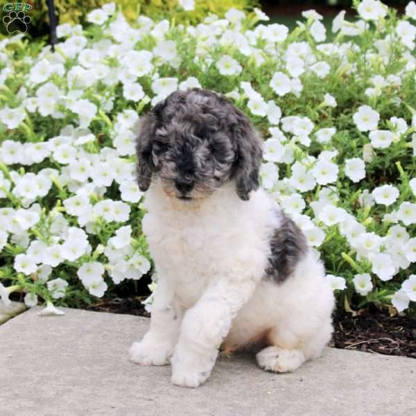 Krispy, Standard Poodle Puppy