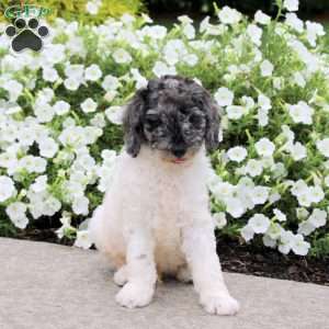 Krispy, Standard Poodle Puppy