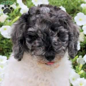 Krispy, Standard Poodle Puppy