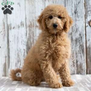 Krista, Mini Labradoodle Puppy