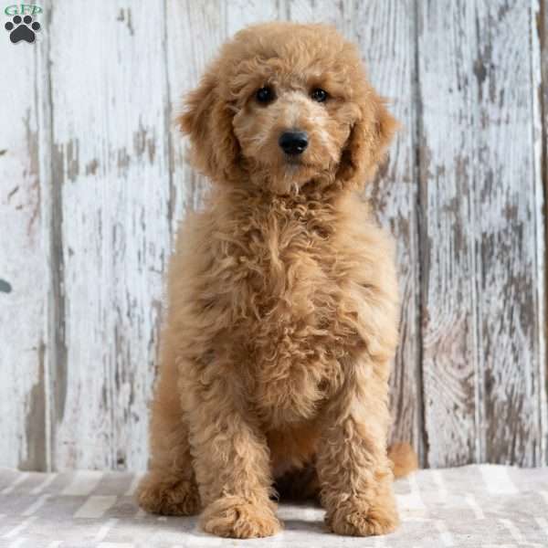 Krista, Mini Labradoodle Puppy
