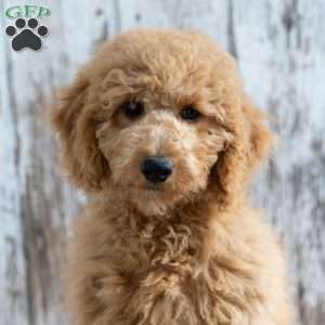 Krista, Mini Labradoodle Puppy